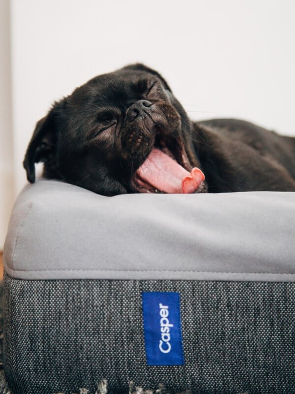 organic-pet-matress