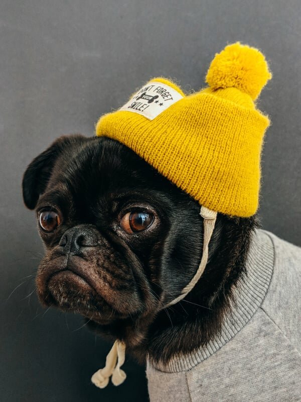 dog-yellow-beanny