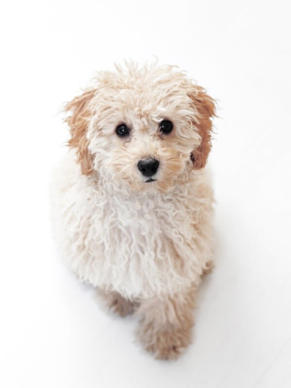 white-puppy