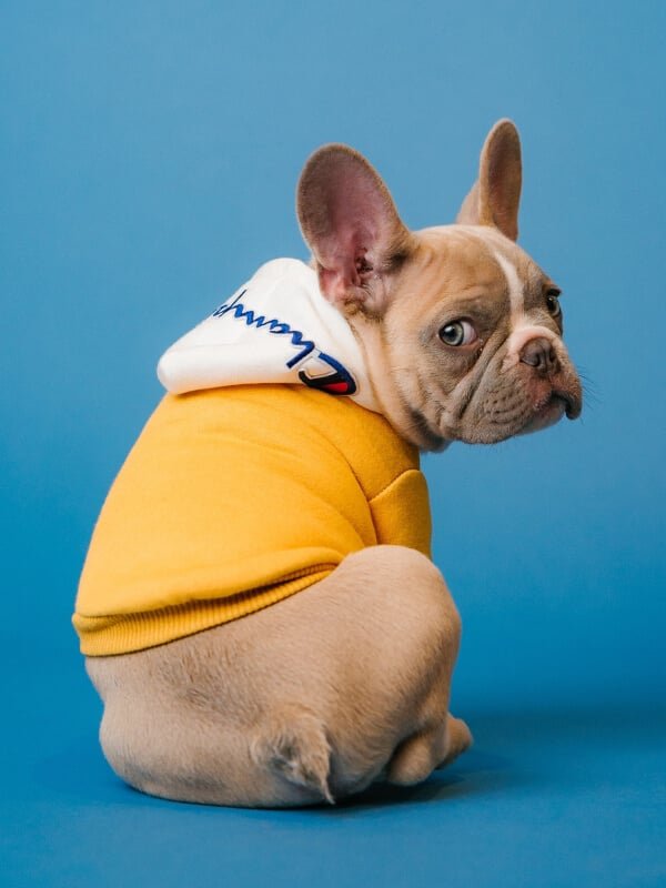 dog-yellow-sweater
