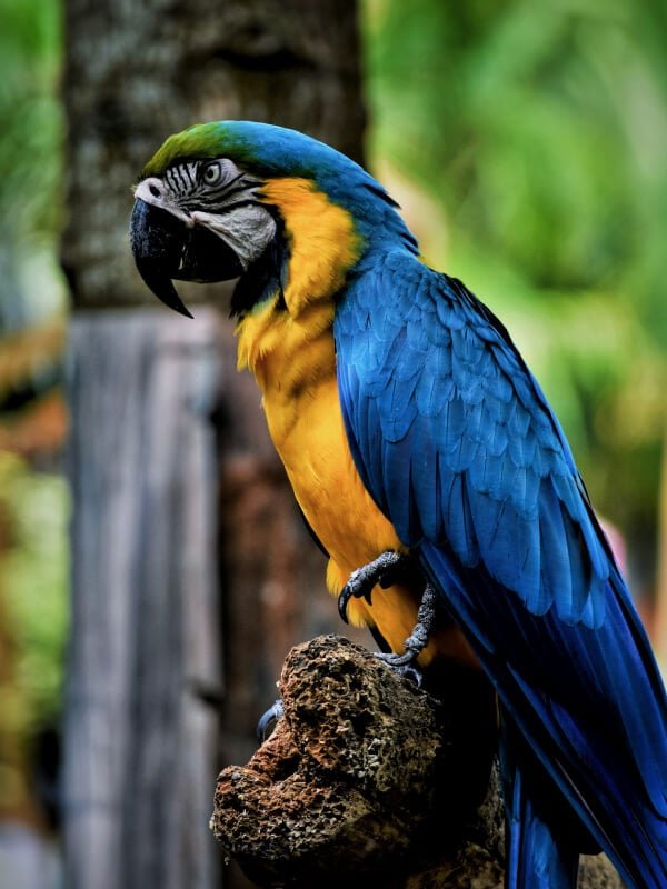 amazon-parrot
