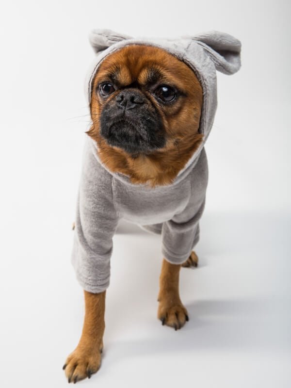 cute-little-puppy-sweater