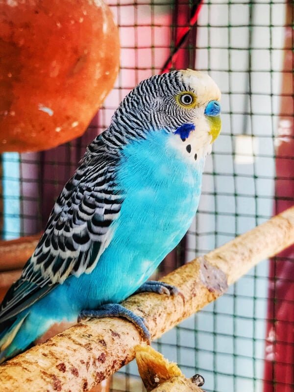 exotic-parrot